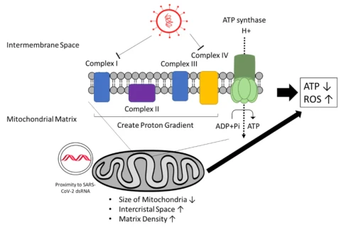 A tüskefehérje hatása a mitokondriumokra; HBO2 terápia hatása az amiloidfibrinekre és egy jó hír: a rendszeres testmozgás mérsékelheti és akár megakadályozhatja az amiloidózis kialakulását