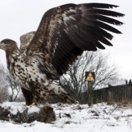 Ukrajna és a Rothschild