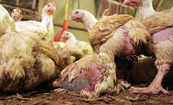 Lies Big Food wants You to Believe and the Truth Behind Factory-'Farmed' Meat