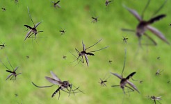 Warning: Gates-Funded Factory Breeds 30 Million Mosquitoes a Week for Release in 11 Countries