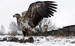 Ukraine And The Rothschild ‘Financial Vultures’ Family